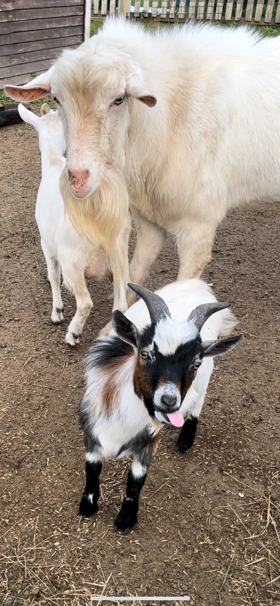 Фото Экоферма "Парк Зазеркалье" (Владимирская область) - развлечение в Москве | Досугатор