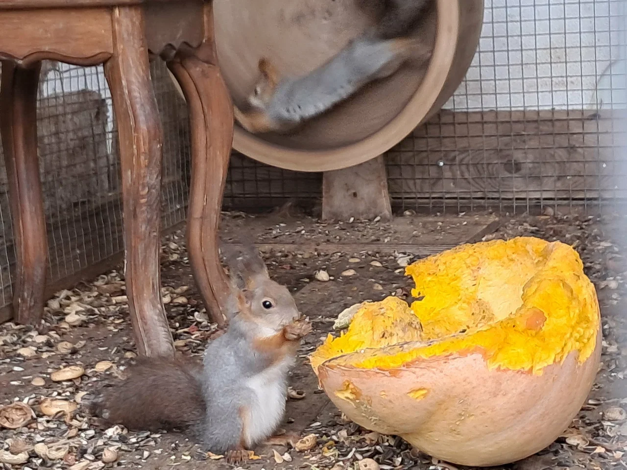 Фото Экоферма "Парк Зазеркалье" (Владимирская область) - развлечение в Москве | Досугатор