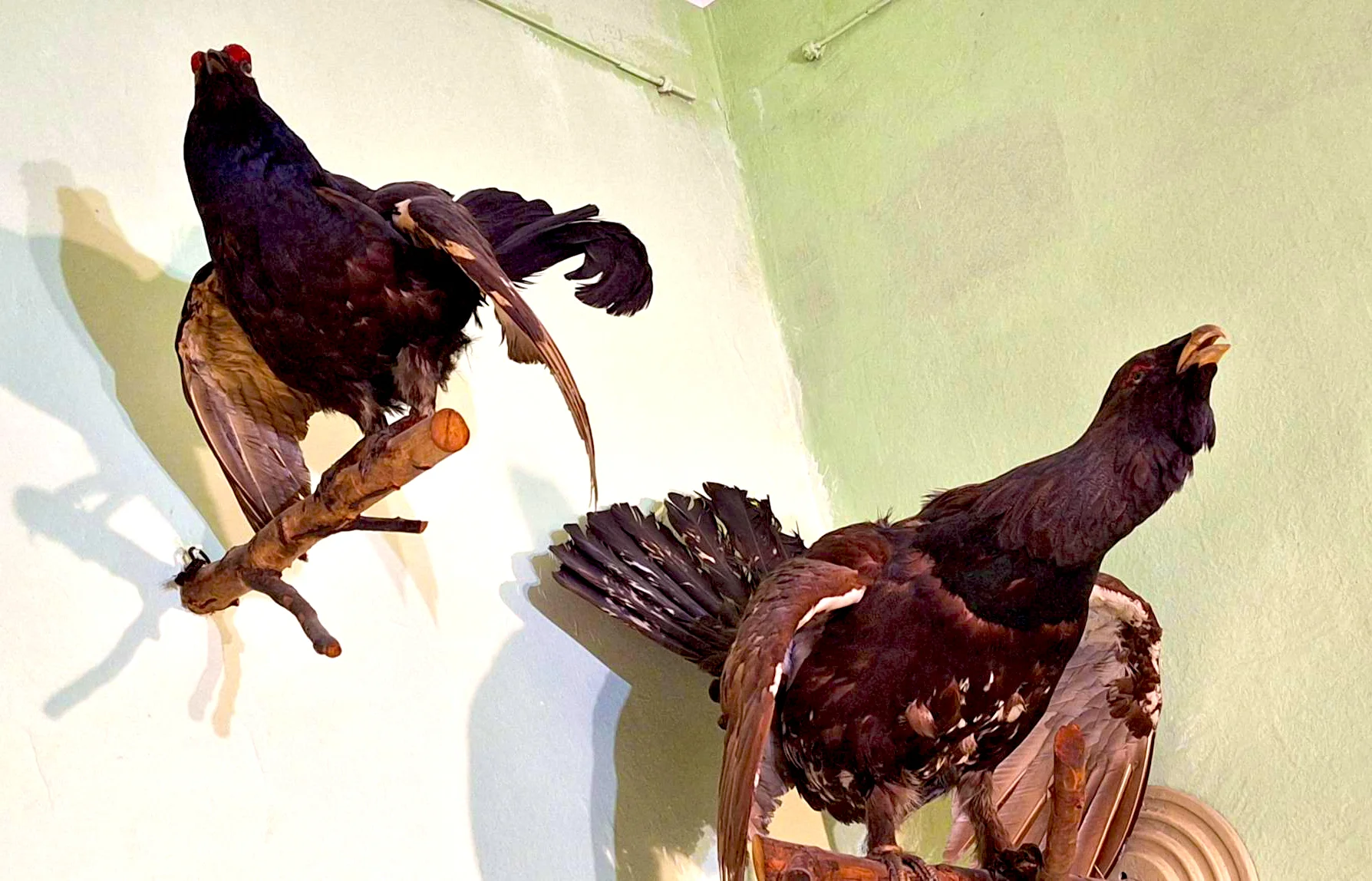 Фото Клинский краеведческий музей - развлечение в Москве | Досугатор