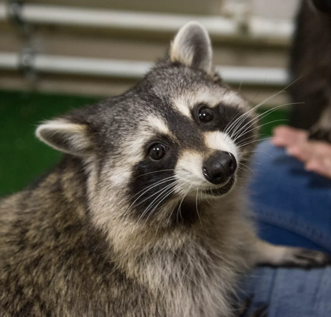 Фото Енотсбург - галерея ручных енотов - развлечение в Москве | Досугатор