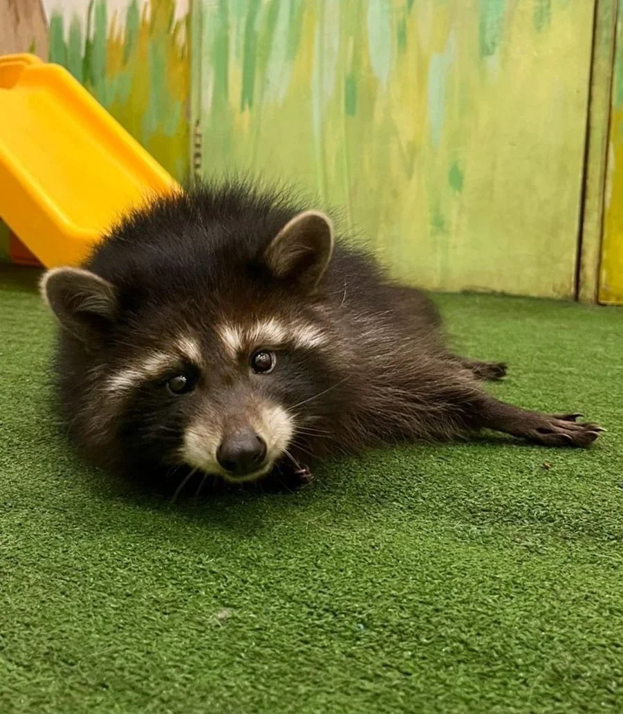 Фото Енотсбург - галерея ручных енотов - развлечение в Москве | Досугатор