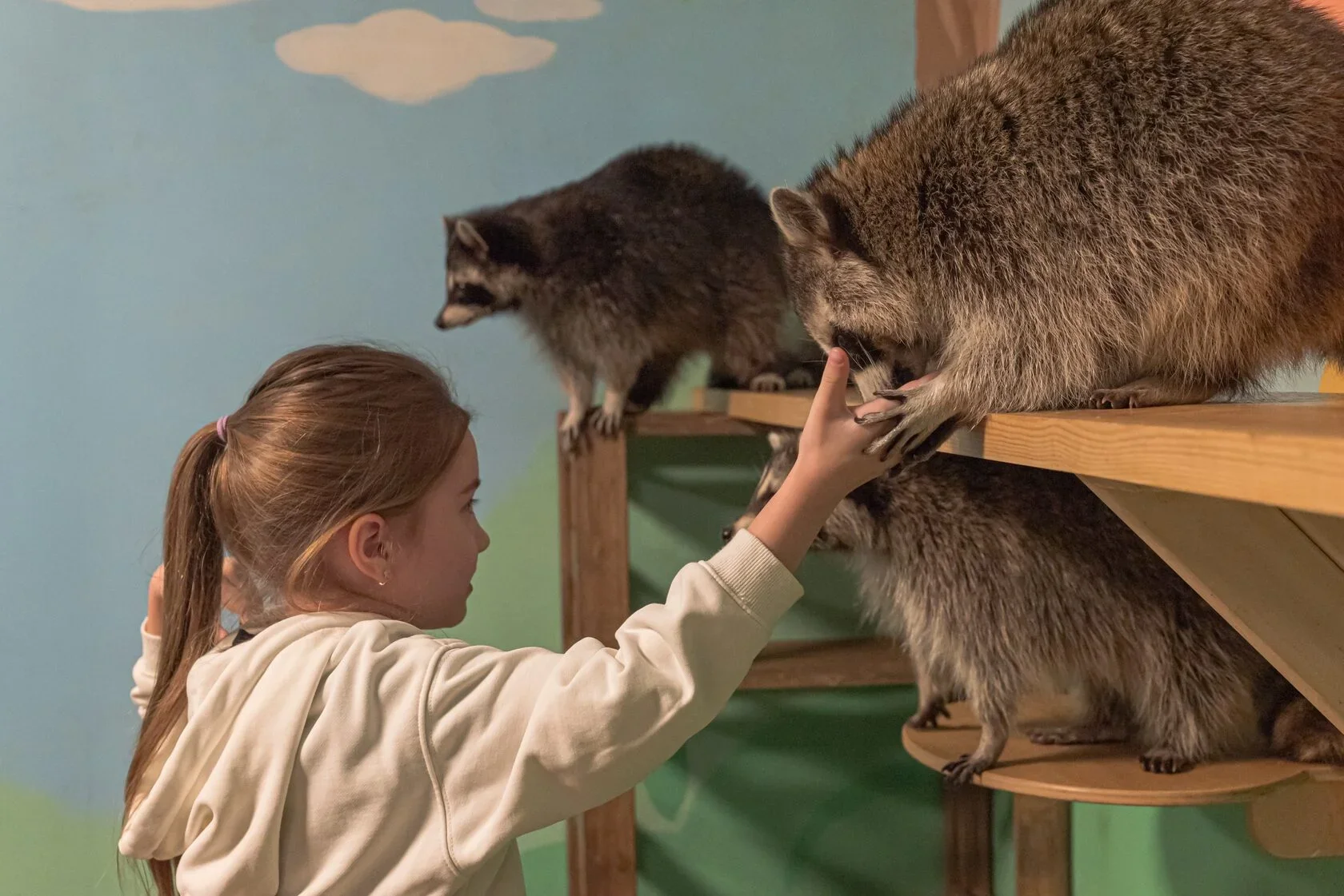 Фото Енотсбург - галерея ручных енотов - развлечение в Москве | Досугатор