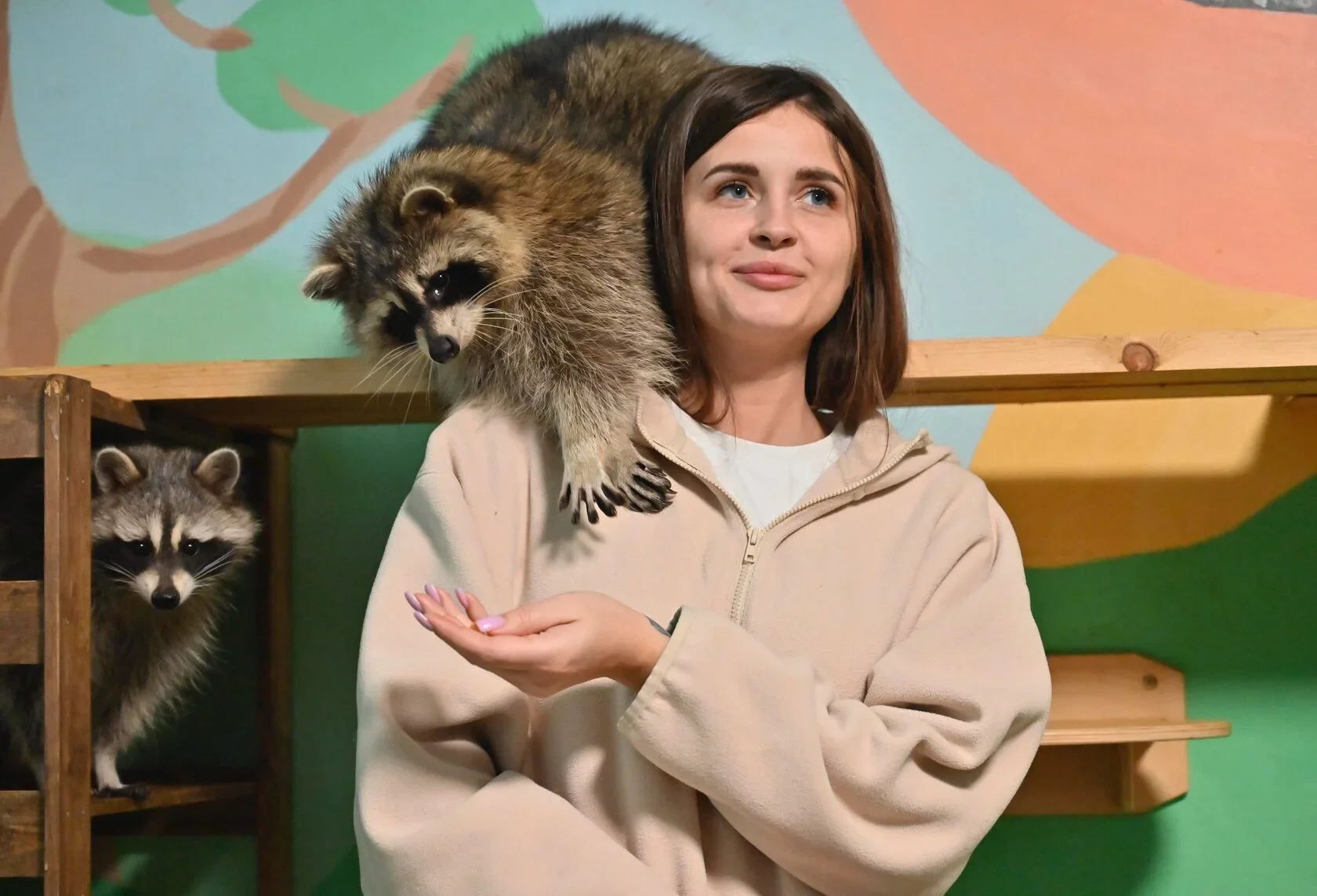 Фото Енотсбург - галерея ручных енотов - развлечение в Москве | Досугатор