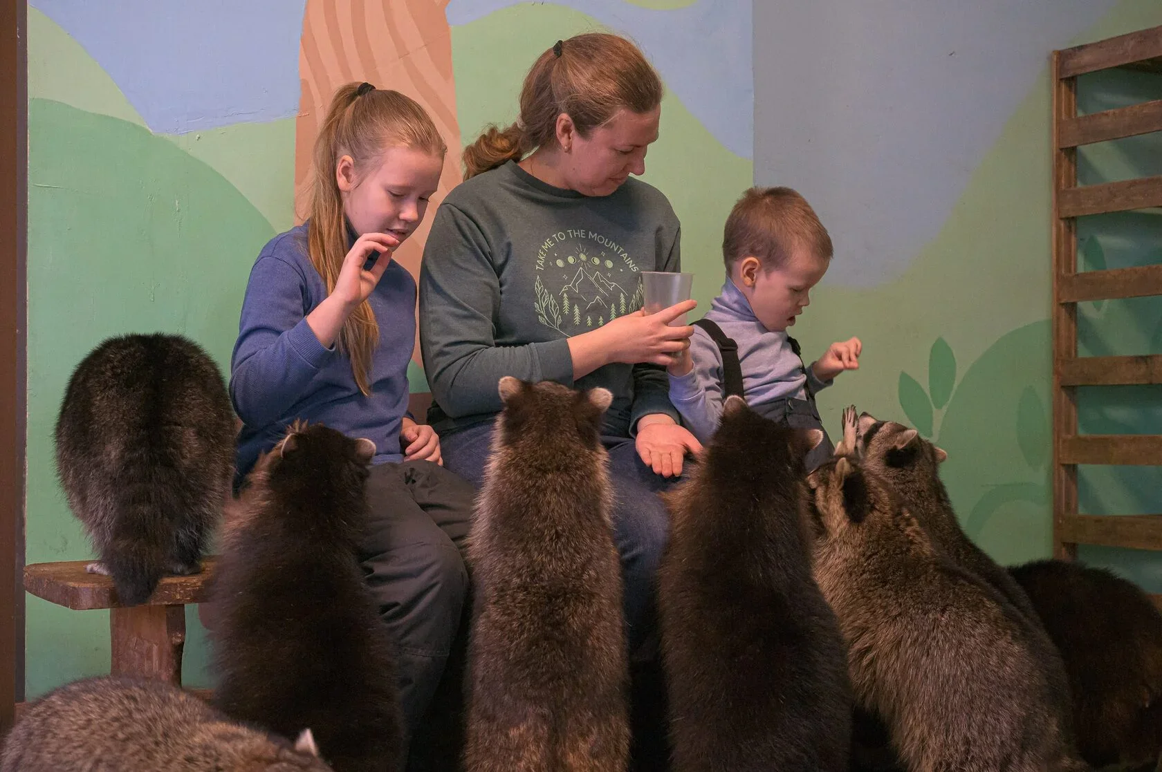 Фото Енотсбург - галерея ручных енотов - развлечение в Москве | Досугатор