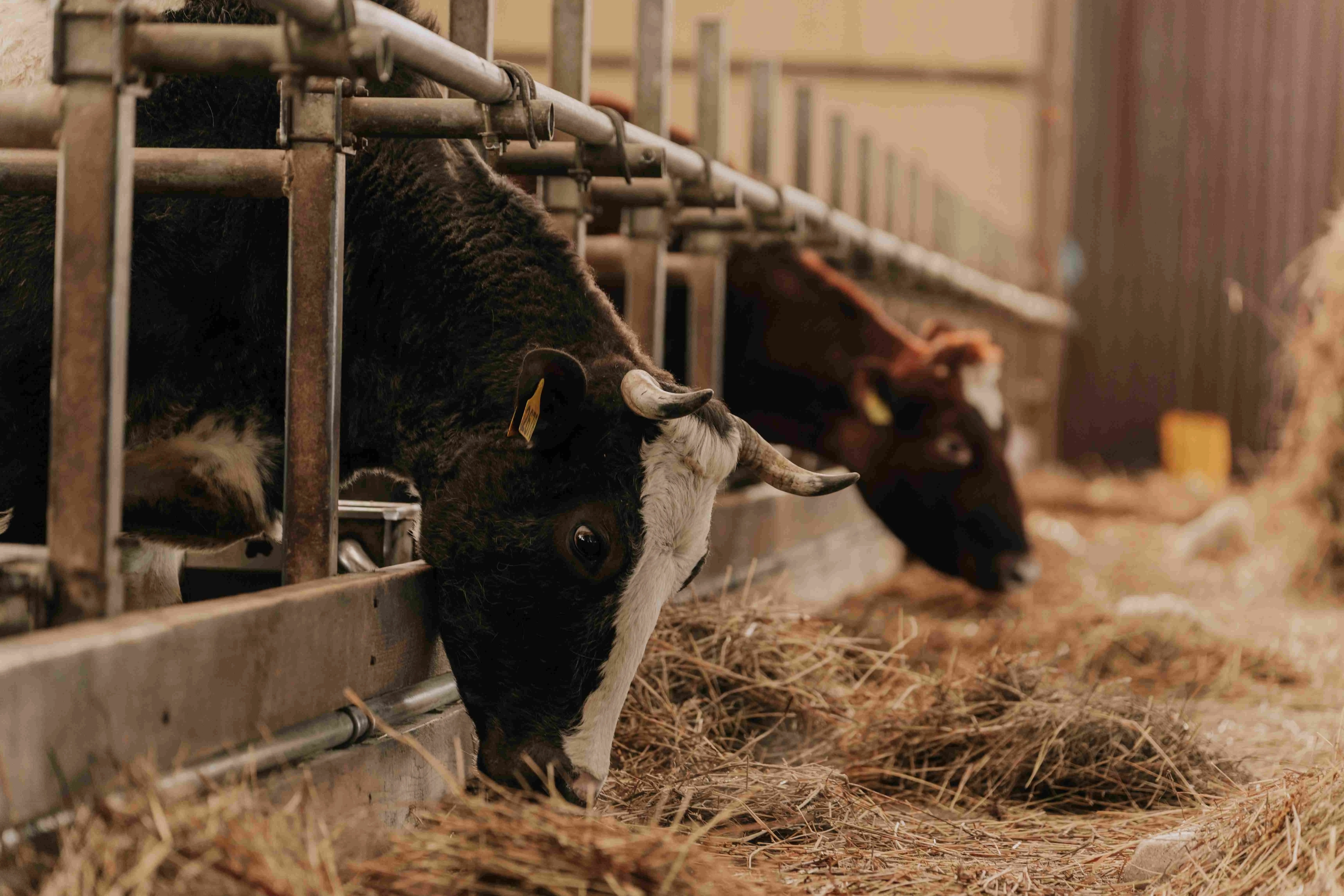 Фото Экоранчо - отдых на ферме в Алексеевке - развлечение в Москве | Досугатор