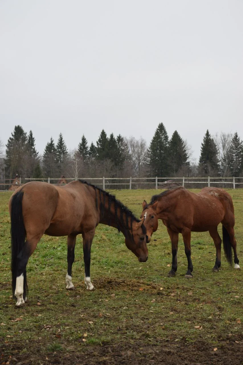 Фото Экоранчо - отдых на ферме в Алексеевке - развлечение в Москве | Досугатор