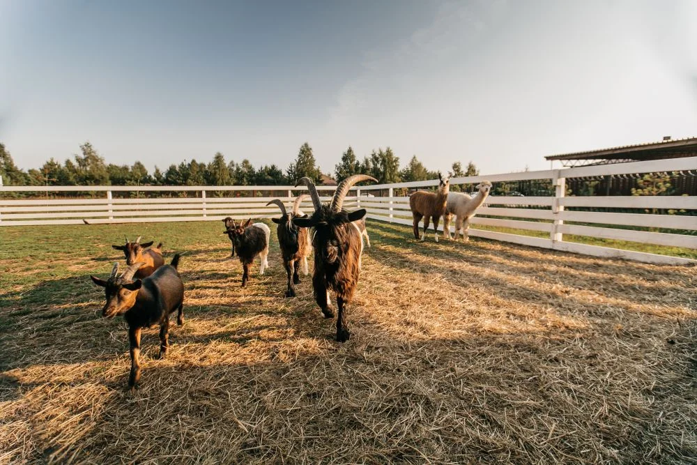 Фото Зооферма "Horseka Resort" - развлечение в Москве | Досугатор