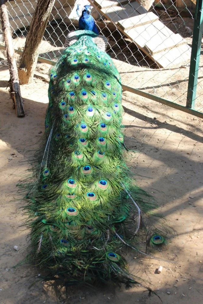 Фото Костромской зоопарк - развлечение в Москве | Досугатор