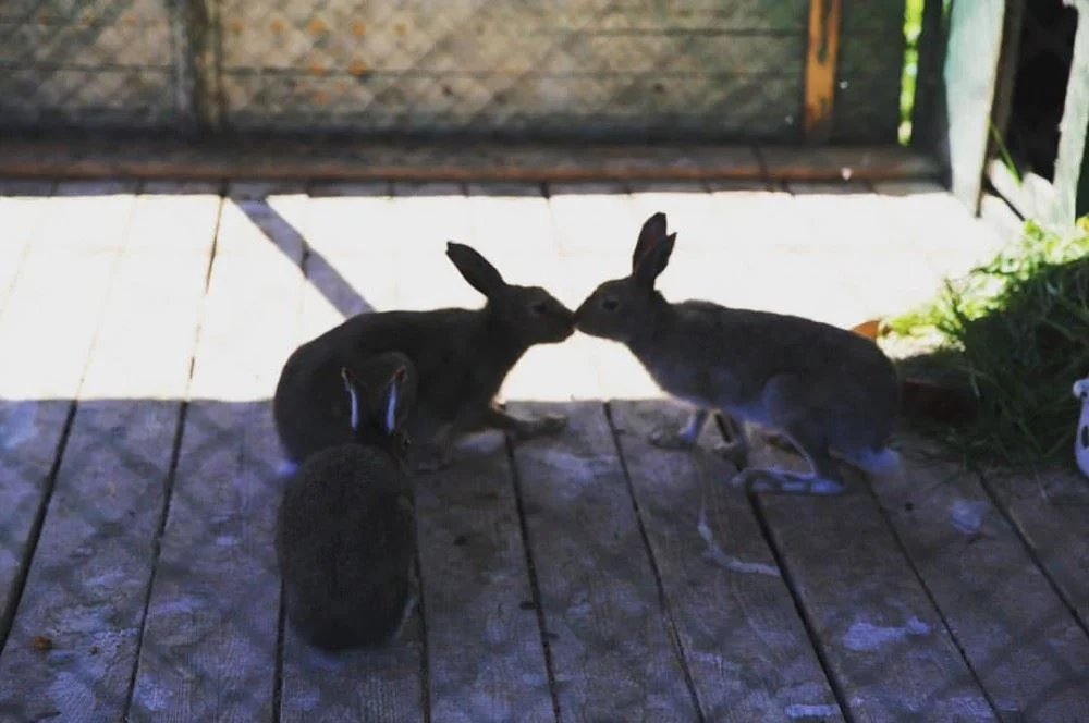 Фото Костромской зоопарк - развлечение в Москве | Досугатор