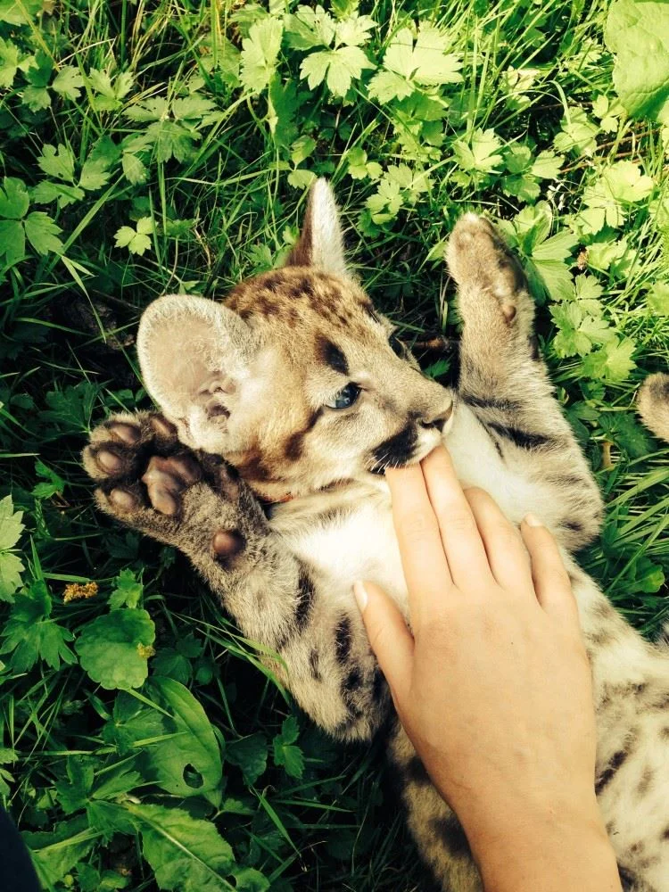 Фото Костромской зоопарк - развлечение в Москве | Досугатор