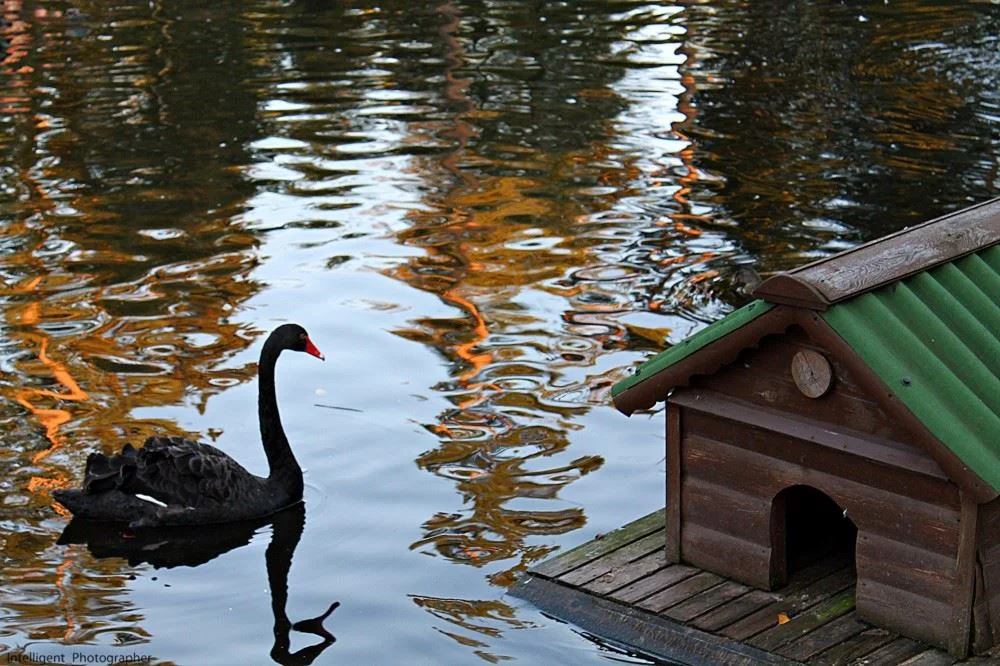 Фото Костромской зоопарк - развлечение в Москве | Досугатор