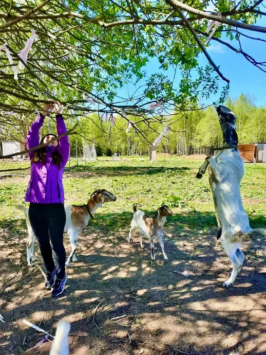 Фото Оленья ферма Бэмби лэнд - развлечение в Москве | Досугатор