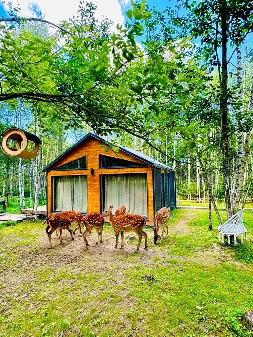 Фото Оленья ферма Бэмби лэнд - развлечение в Москве | Досугатор