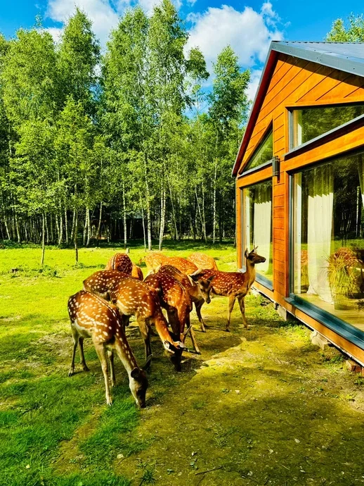 Фото Оленья ферма Бэмби лэнд - развлечение в Москве | Досугатор