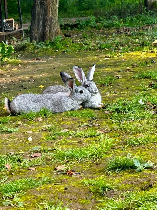 Фото Оленья ферма Бэмби лэнд - развлечение в Москве | Досугатор