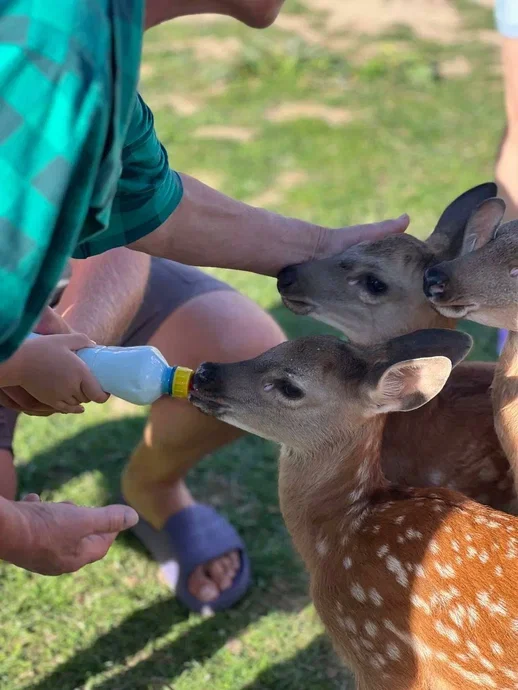 Фото Оленья ферма Бэмби лэнд - развлечение в Москве | Досугатор