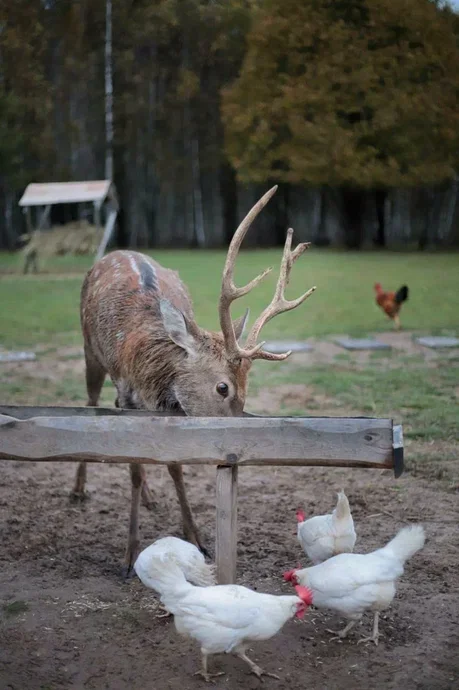 Фото Оленья ферма Бэмби лэнд - развлечение в Москве | Досугатор