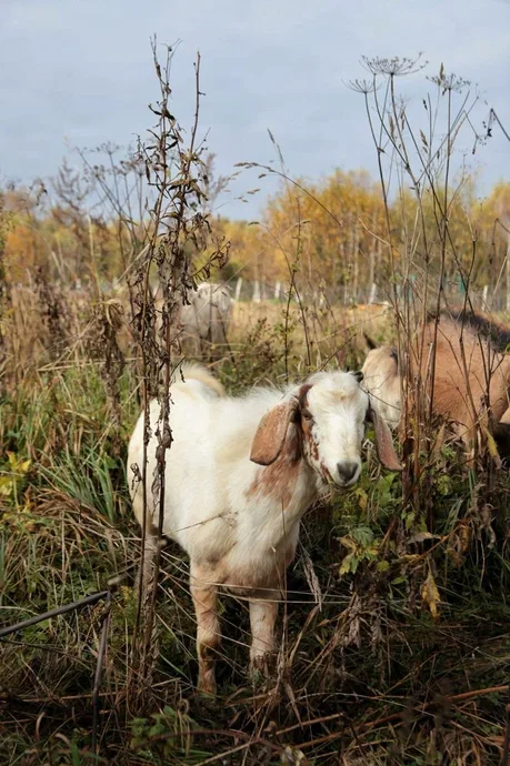Фото Оленья ферма Бэмби лэнд - развлечение в Москве | Досугатор