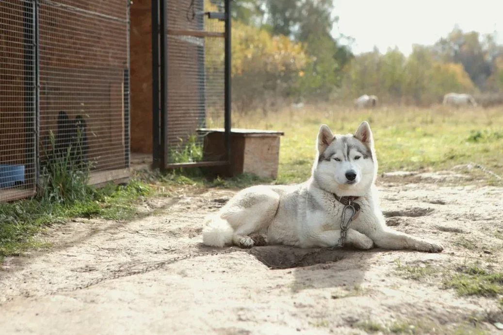 Фото Оленья ферма Бэмби лэнд - развлечение в Москве | Досугатор