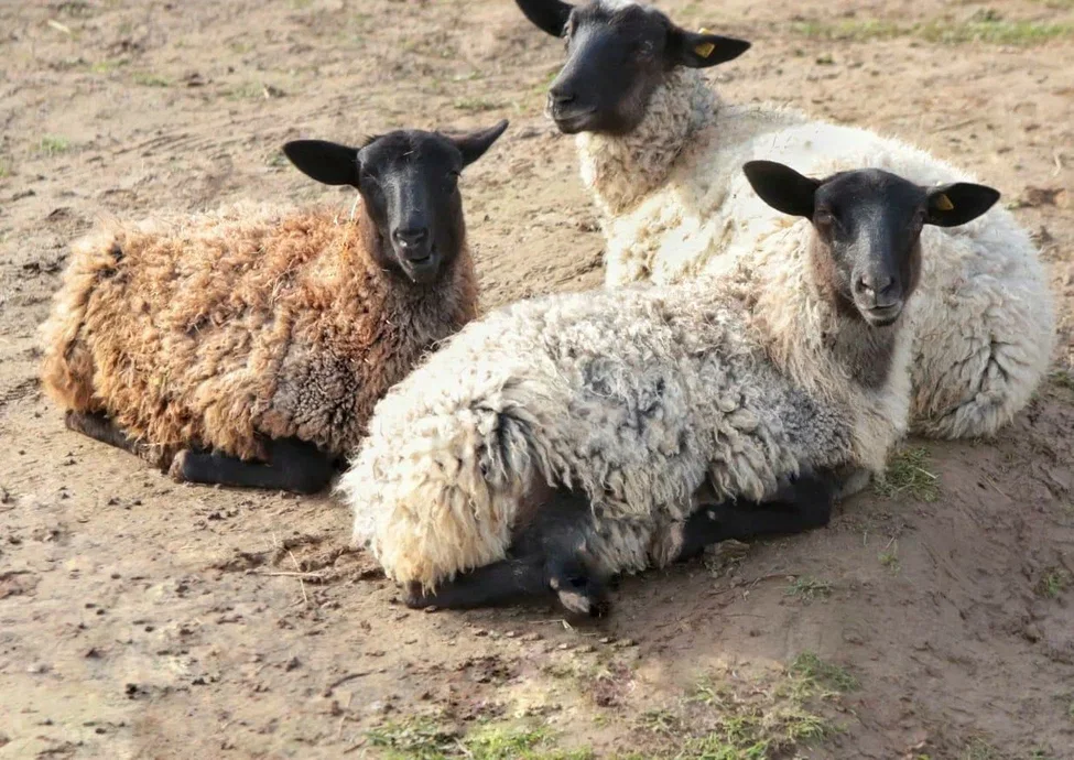 Фото Оленья ферма Бэмби лэнд - развлечение в Москве | Досугатор