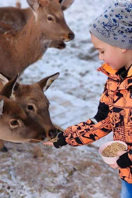 Фото Оленья ферма Бэмби лэнд - развлечение в Москве | Досугатор