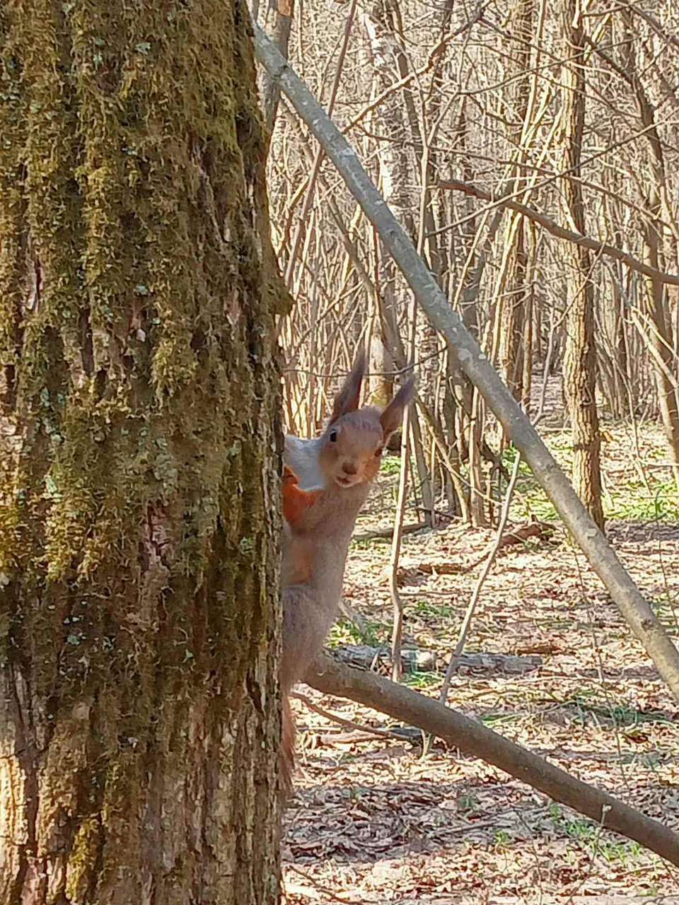 Фото Парк культуры и отдыха "Дружба" (г. Владимир) - развлечение в Москве | Досугатор
