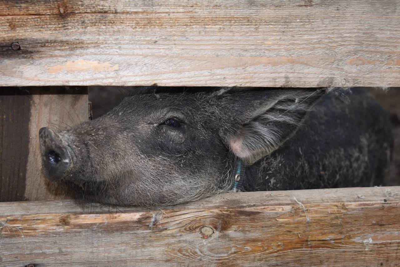 Фото Контактный зоопарк Святополе (г. Зарайск) - развлечение в Москве | Досугатор