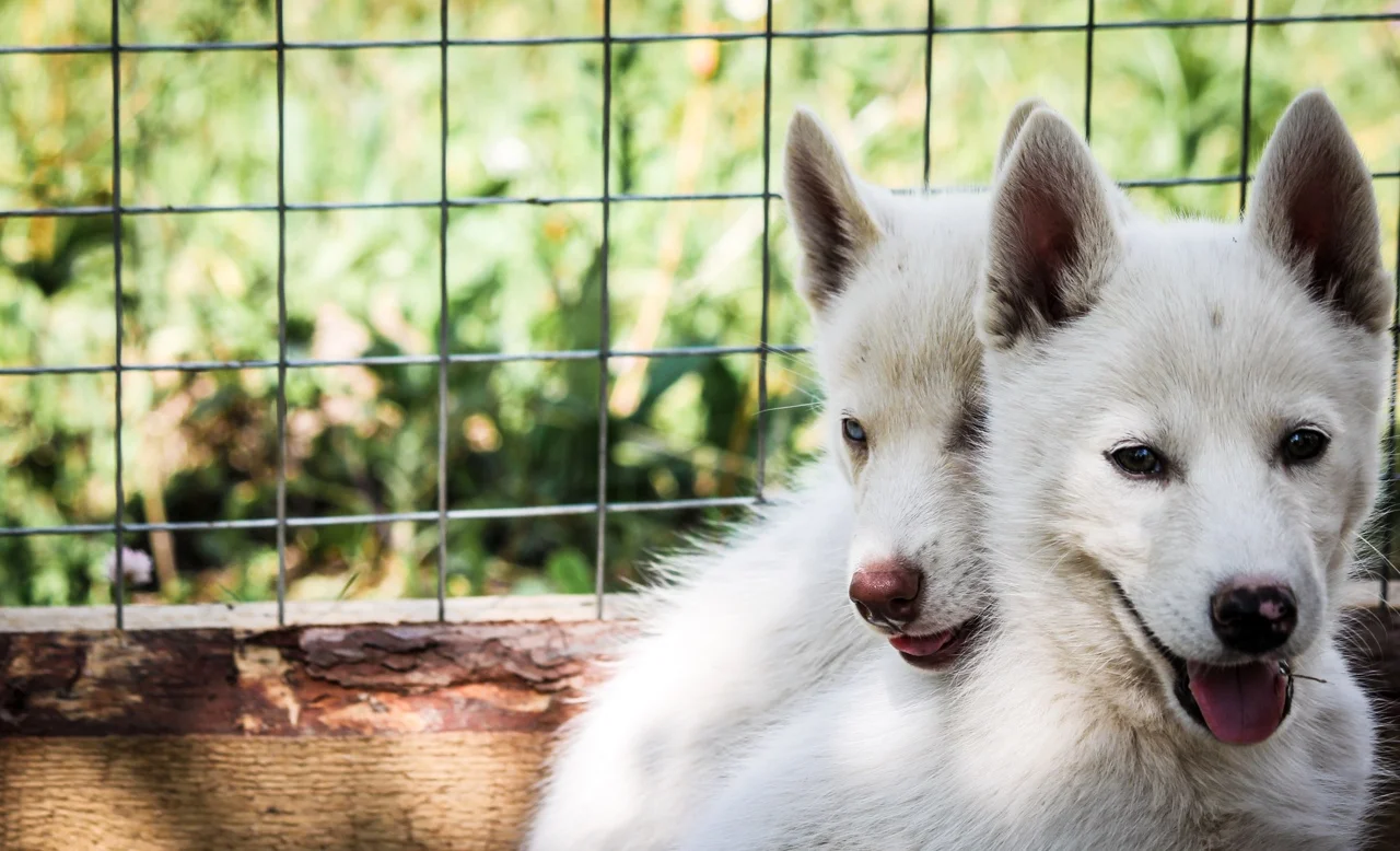 Фото Контактный зоопарк Святополе (г. Зарайск) - развлечение в Москве | Досугатор