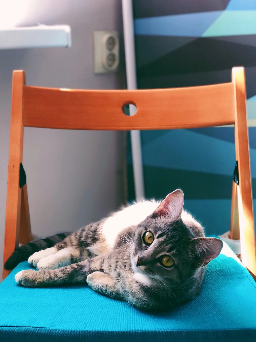 Фото Котокафе "Мао" (г. Кострома) - развлечение в Москве | Досугатор