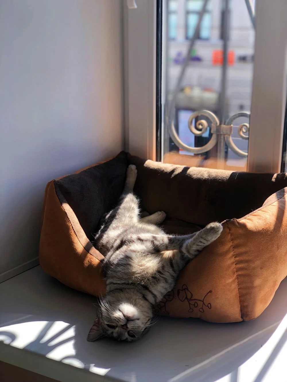 Фото Котокафе "Мао" (г. Кострома) - развлечение в Москве | Досугатор