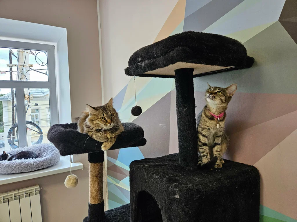 Фото Котокафе "Мао" (г. Кострома) - развлечение в Москве | Досугатор