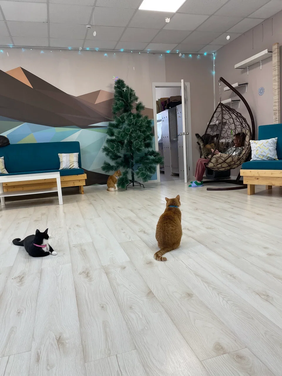 Фото Котокафе "Мао" (г. Кострома) - развлечение в Москве | Досугатор