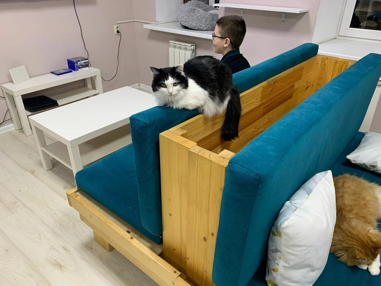 Фото Котокафе "Мао" (г. Кострома) - развлечение в Москве | Досугатор