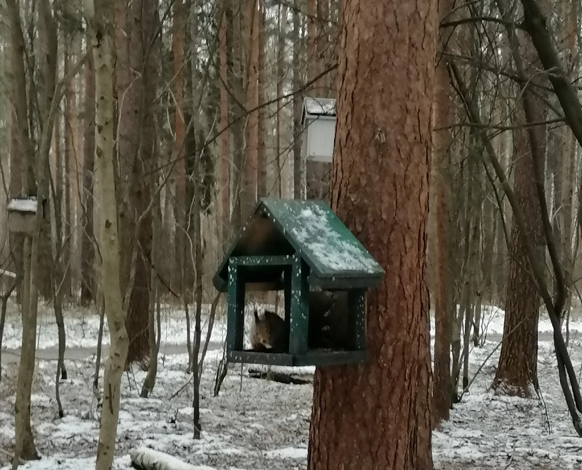 Фото Парк "Берендеевка" (г. Кострома) - развлечение в Москве | Досугатор