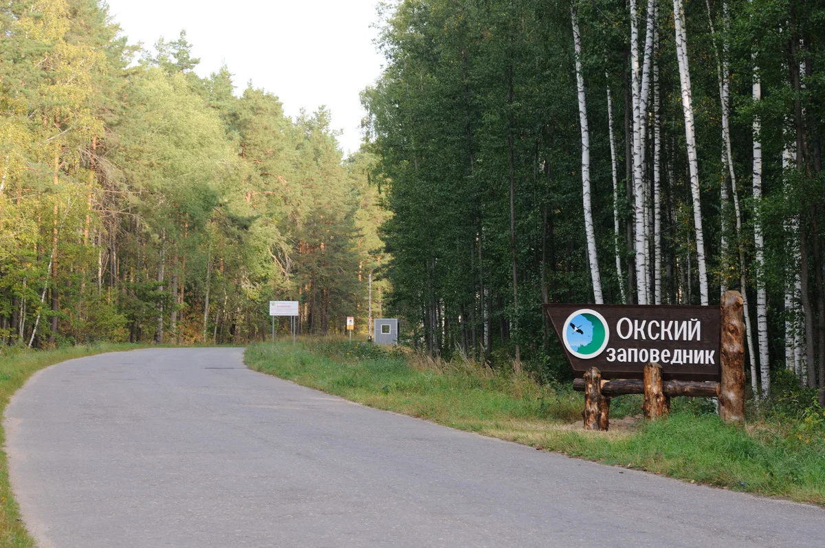 Фото Окский заповедник Брыкин Бор (г. Рязань) - развлечение в Москве | Досугатор
