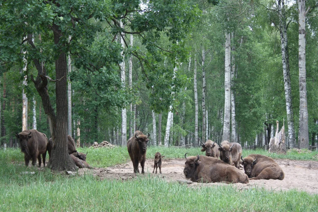 Фото Окский заповедник Брыкин Бор (г. Рязань) - развлечение в Москве | Досугатор