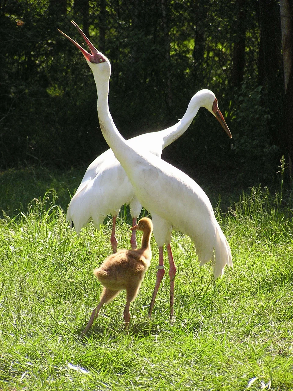 Фото Окский заповедник Брыкин Бор (г. Рязань) - развлечение в Москве | Досугатор