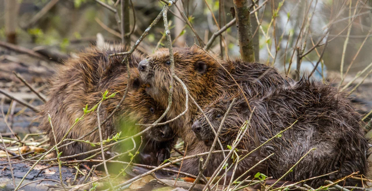 Фото Окский заповедник Брыкин Бор (г. Рязань) - развлечение в Москве | Досугатор