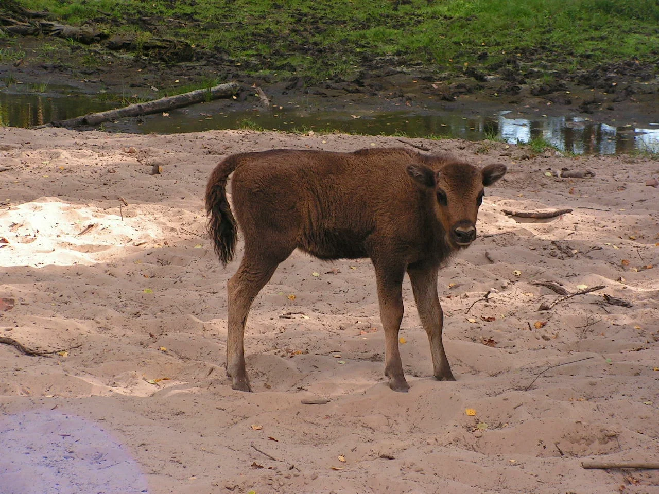 Фото Окский заповедник Брыкин Бор (г. Рязань) - развлечение в Москве | Досугатор