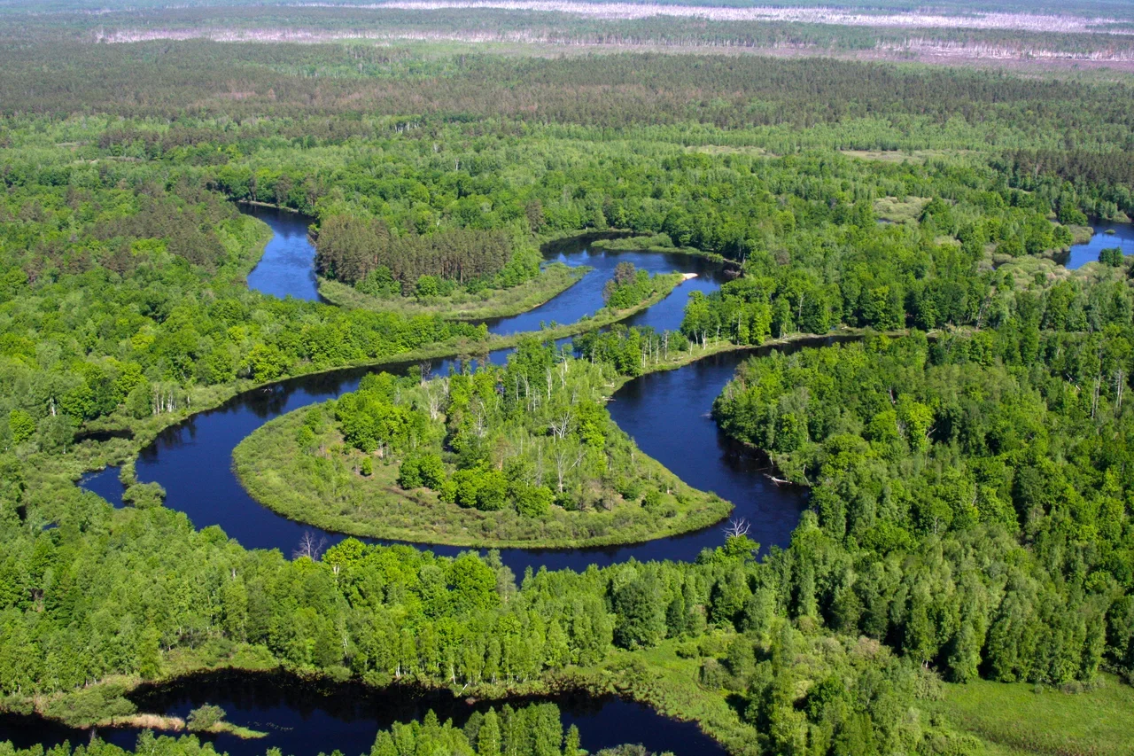 Фото Окский заповедник Брыкин Бор (г. Рязань) - развлечение в Москве | Досугатор