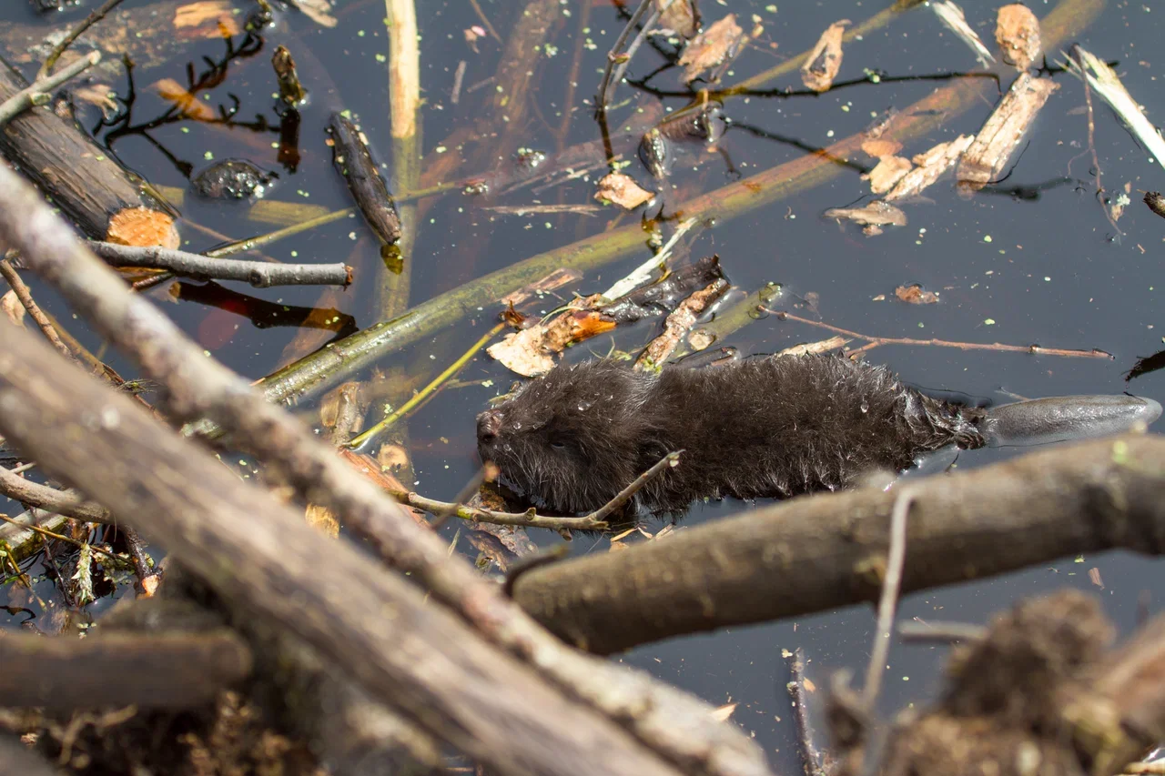 Фото Окский заповедник Брыкин Бор (г. Рязань) - развлечение в Москве | Досугатор