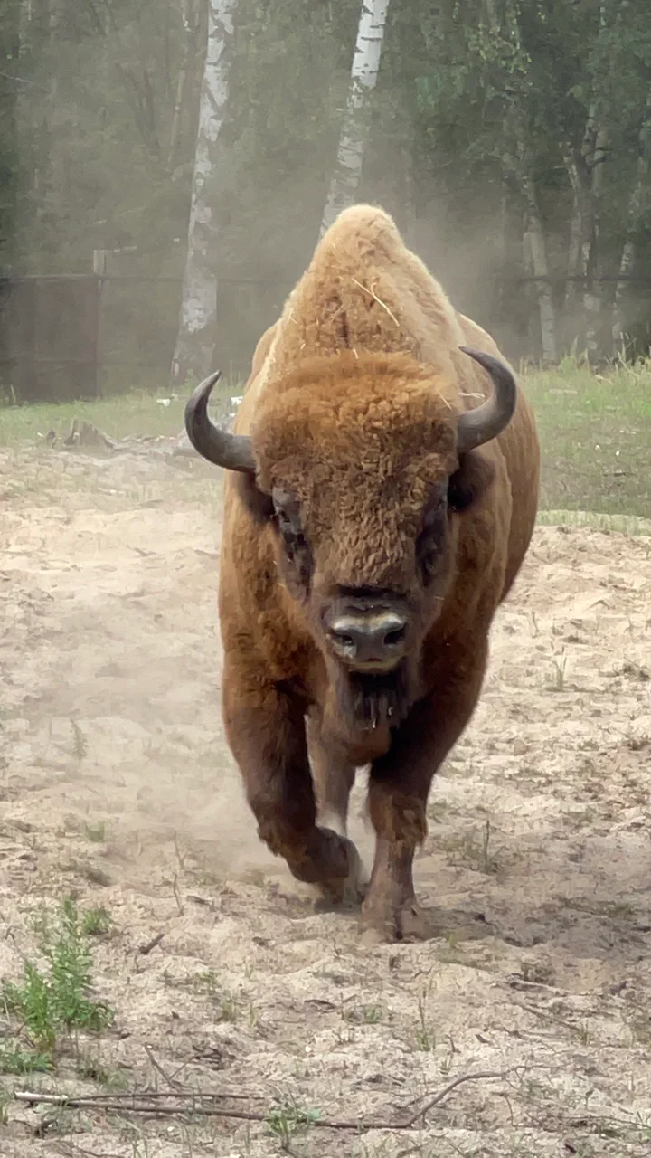 Фото Окский заповедник Брыкин Бор (г. Рязань) - развлечение в Москве | Досугатор