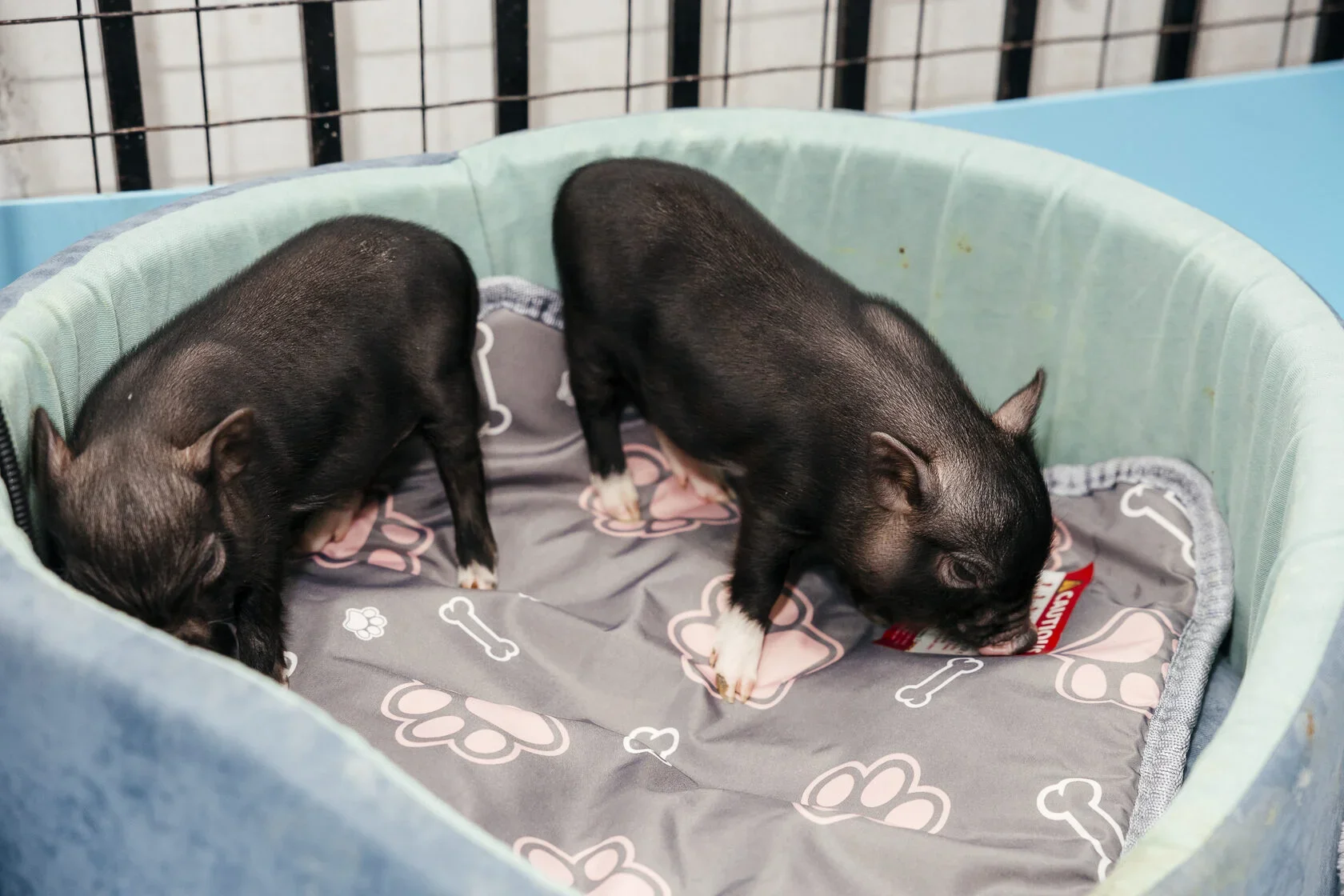 Фото Антикафе "MINIPIG" - развлечение в Москве | Досугатор