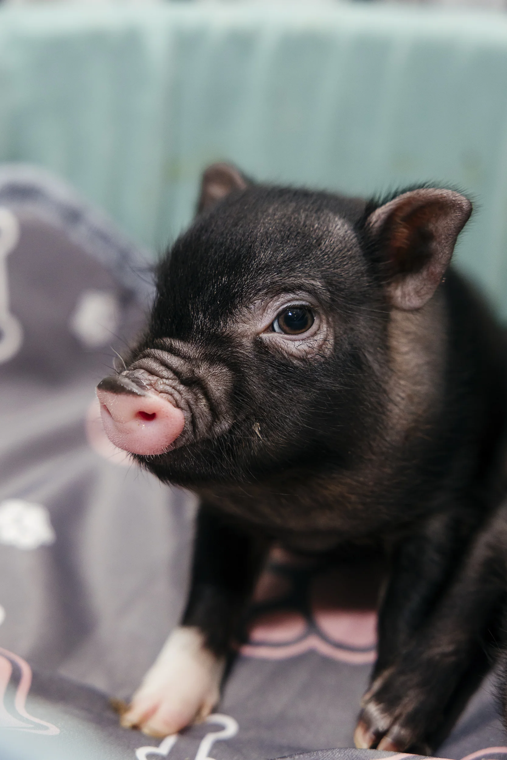 Фото Антикафе "MINIPIG" - развлечение в Москве | Досугатор