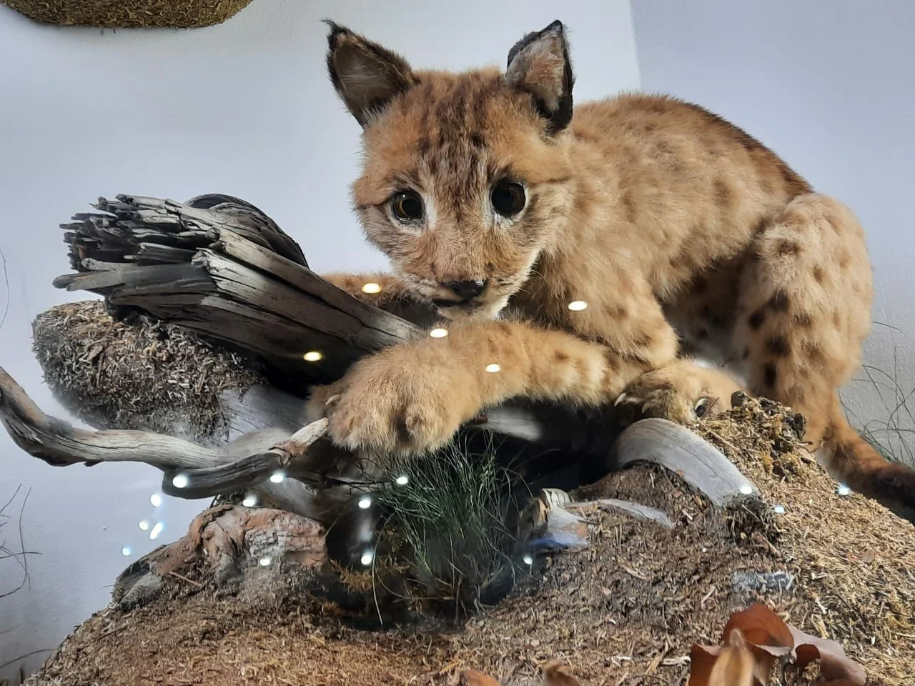 Фото Музей природы (г. Кострома) - развлечение в Москве | Досугатор