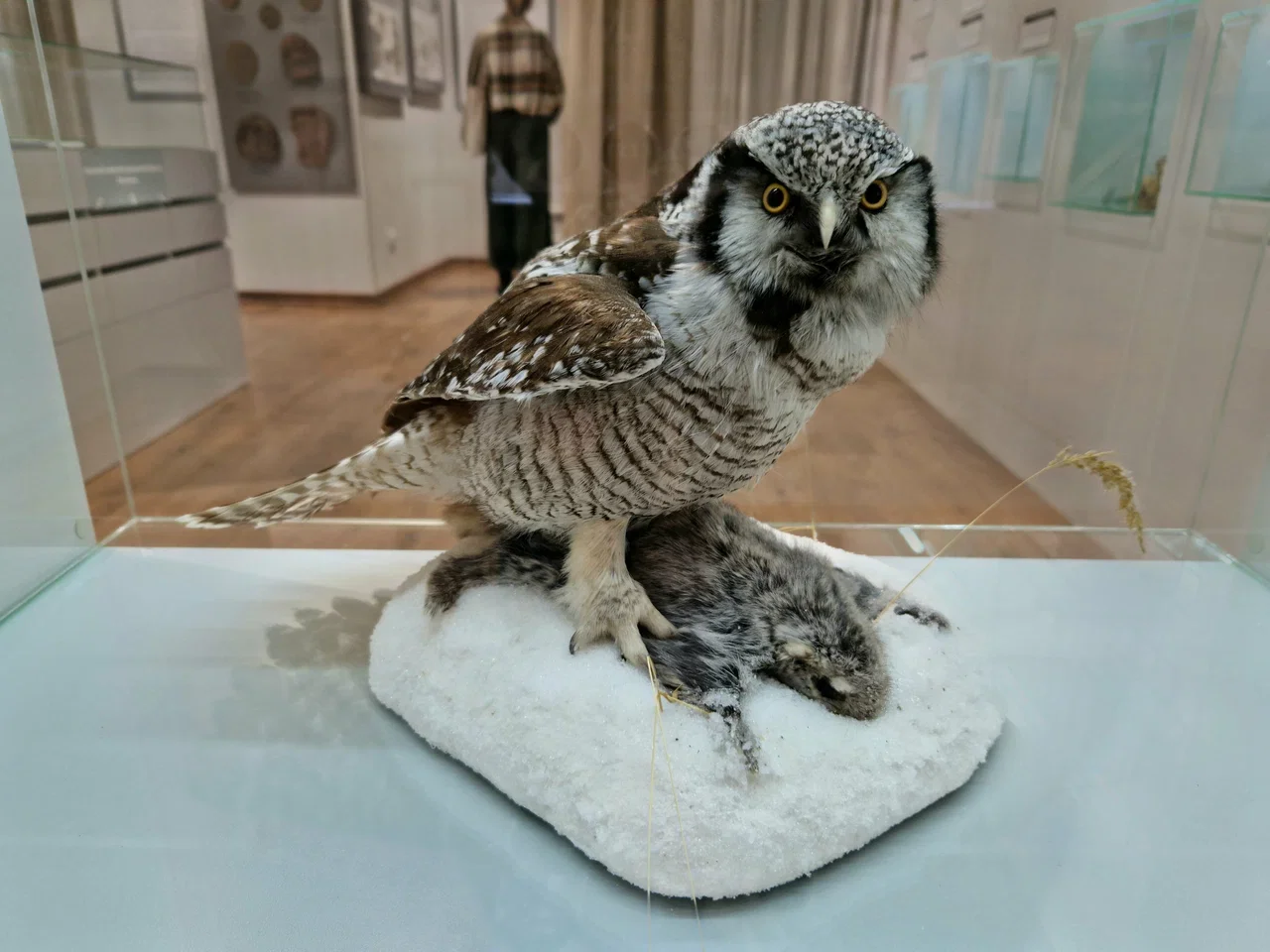 Фото Музей природы (г. Кострома) - развлечение в Москве | Досугатор