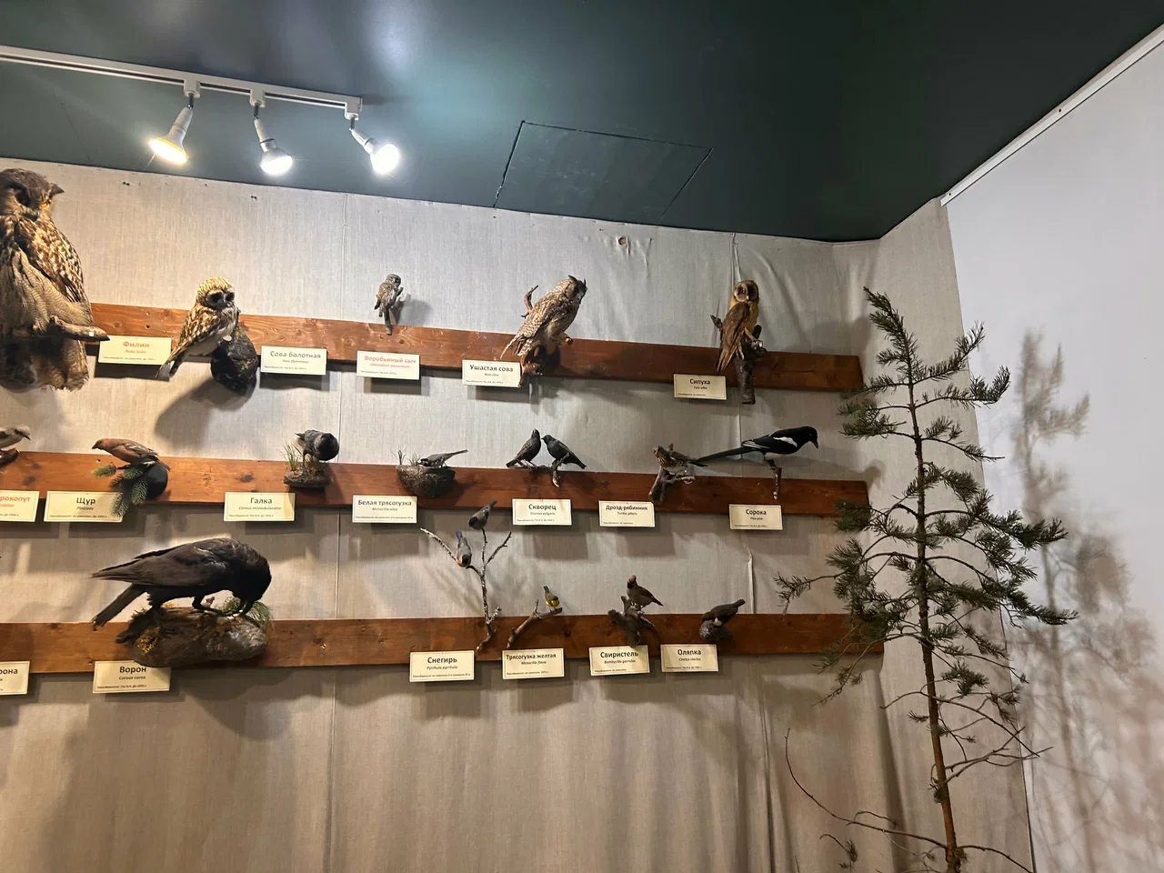 Фото Музей природы (г. Кострома) - развлечение в Москве | Досугатор