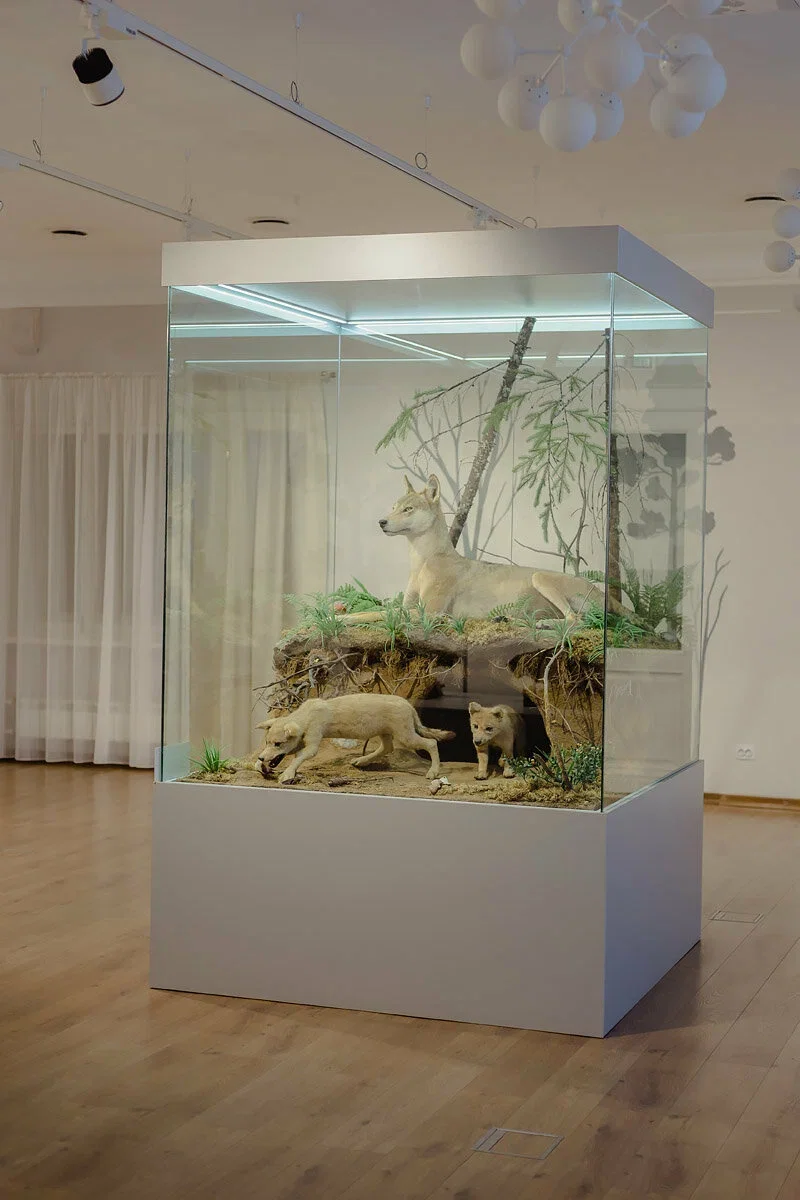 Фото Музей природы (г. Кострома) - развлечение в Москве | Досугатор