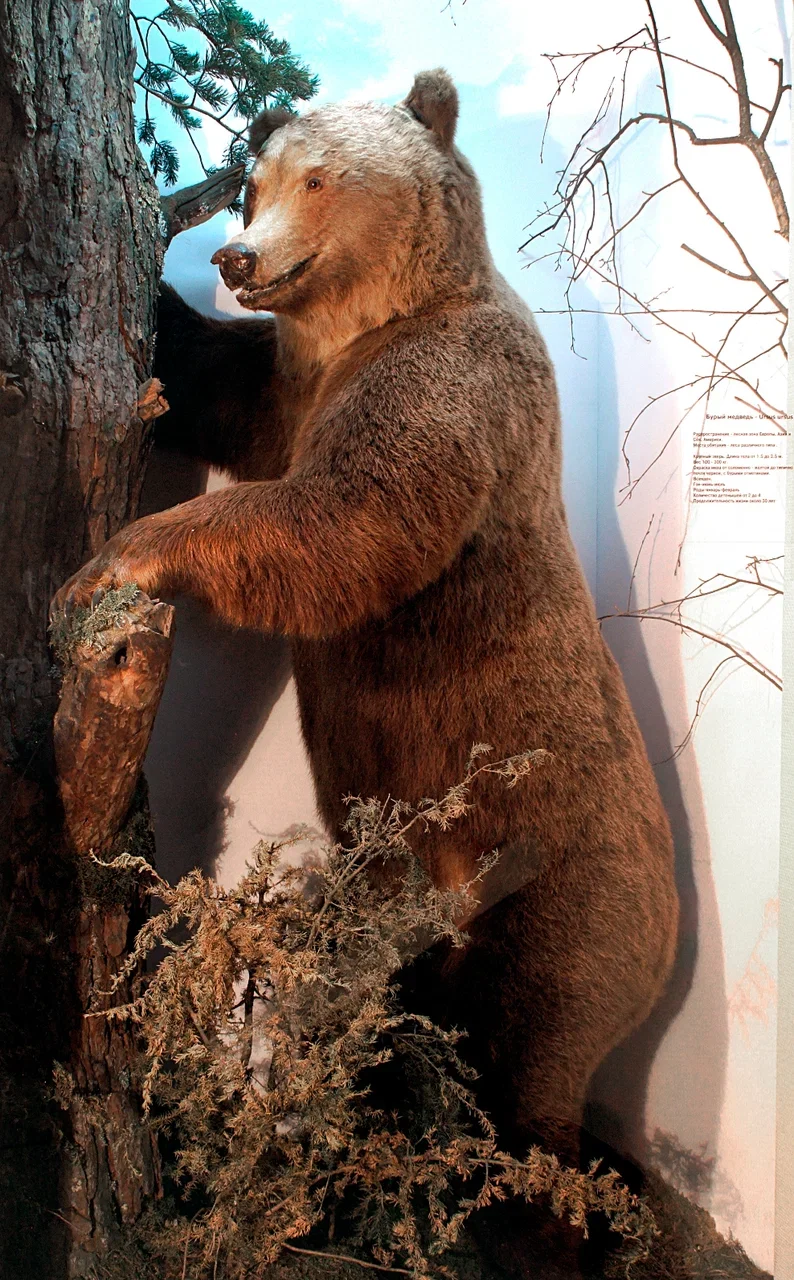 Фото Музей природы (г. Кострома) - развлечение в Москве | Досугатор