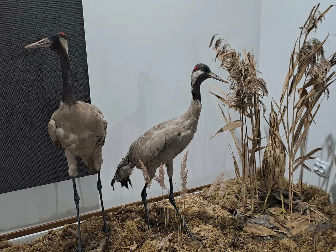 Фото Музей природы (г. Кострома) - развлечение в Москве | Досугатор